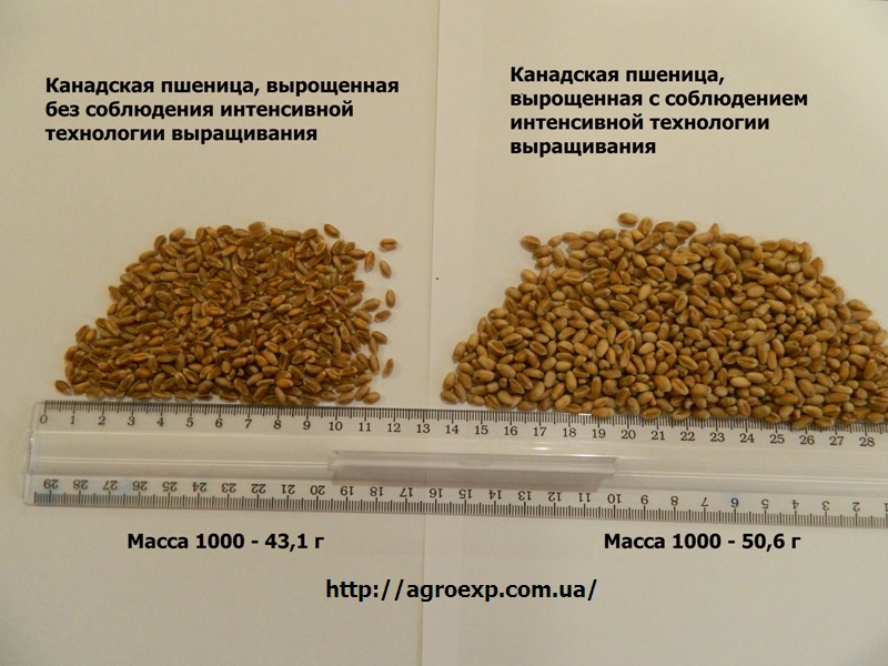 Канадская пшеница в Украине, фото
