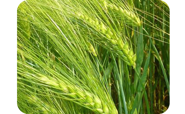 Пшеница, ячмень заказ опт