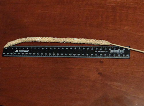 Зерно пшеницы канадской, 1 репродукция купить оптом